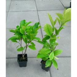 Magnolija ,,Betty,, -2 gadīgs stāds.