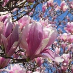 Magnolija ,,Jane,, -2 gadīgs stāds.