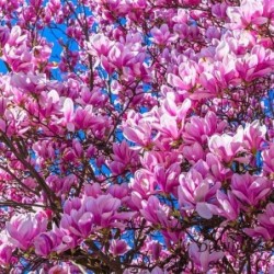 Magnolija ,,Jane,, -2 gadīgs stāds.