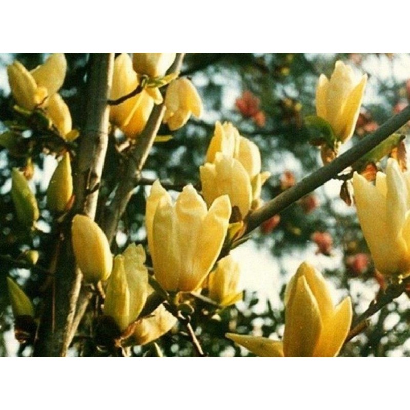 Kailā magnolija ,,Yellow River,,-2 gadīgs stāds.