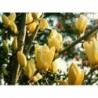 Kailā magnolija ,,Yellow River,,-2 gadīgs stāds.
