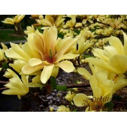 Kailā magnolija ,,Yellow River,,-2 gadīgs stāds.