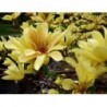 Kailā magnolija ,,Yellow River,,-2 gadīgs stāds.
