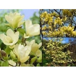 Kailā magnolija ,,Yellow River,,-2 gadīgs stāds.