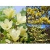 Kailā magnolija ,,Yellow River,,-2 gadīgs stāds.