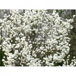 Sulanža magnolija ,,Alba...