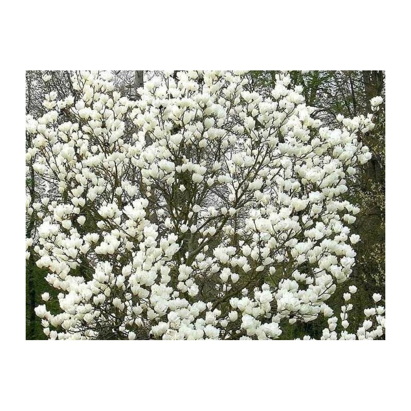 Sulanža magnolija ,,Alba Superba,,- 2 gadīgs stāds.