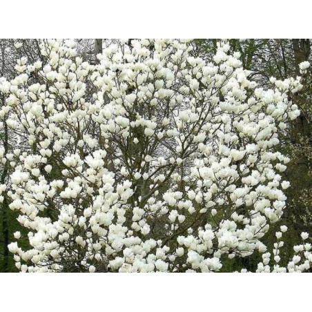 Sulanža magnolija ,,Alba Superba,,- 2 gadīgs stāds.