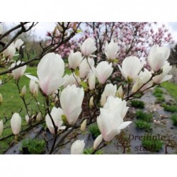 Sulanža magnolija ,,Alba Superba,,- 2 gadīgs stāds.