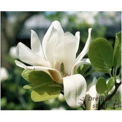 Sulanža magnolija ,,Alba Superba,,- 2 gadīgs stāds.