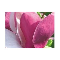 Sulanža magnolija...