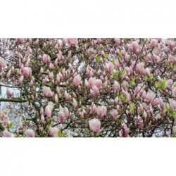 Sulanža magnolija ,,Lennei,,- 2 gadīgs stāds.