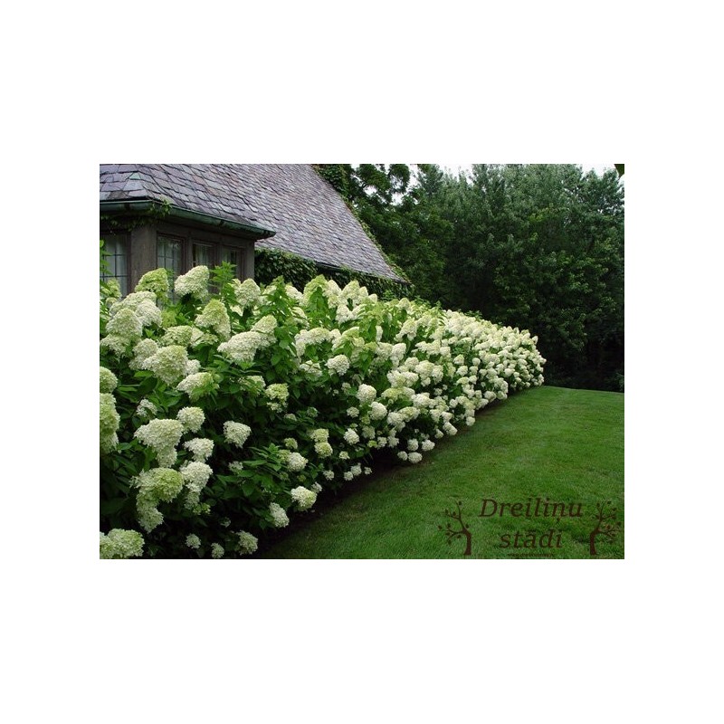 Skarainā hortenzija ,,Limelight,,- C3 kont.