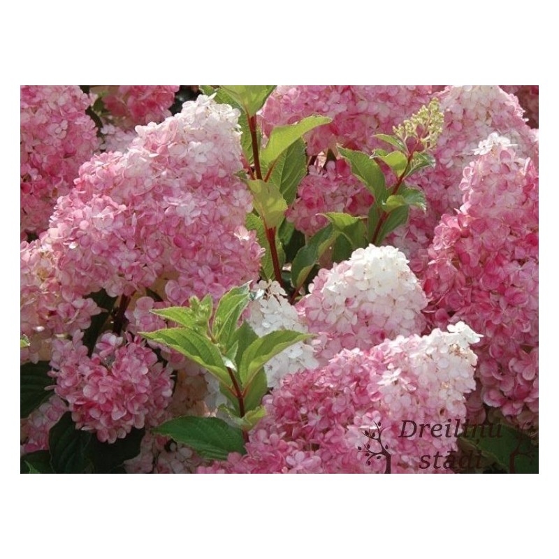Skarainā hortenzija ,,Sundae Fraise,,- C3 kont.
