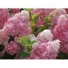 Skarainā hortenzija ,,Sundae Fraise,,- C3 kont.