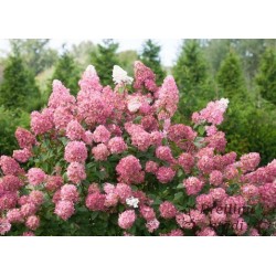 Skarainā hortenzija ,,Sundae Fraise,,- C3 kont.