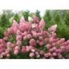 Skarainā hortenzija ,,Sundae Fraise,,- C3 kont.