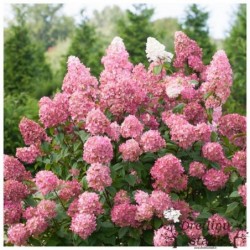 Skarainā hortenzija ,,Sundae Fraise,,- C3 kont.