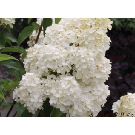 Skarainā hortenzija ,,Phantom,,- C3 kont.