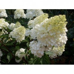Skarainā hortenzija ,,Diamantino,,- C3 kont.