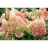 Skarainā hortenzija ,,Diamantino,,- C3 kont.