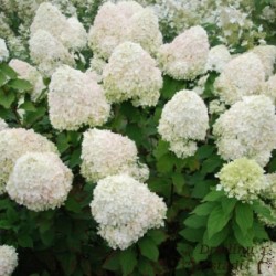 Skarainā hortenzija ,,Diamantino,,- C3 kont.