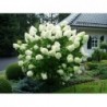 Skarainā hortenzija ,,Polar Bear,,- C3 kont.
