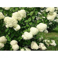 Skarainā hortenzija...