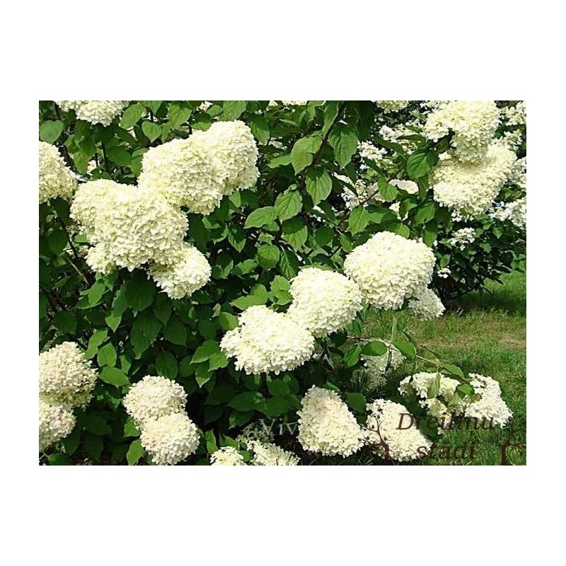 Skarainā hortenzija ,,Silver Dollar,,- C3 kont.