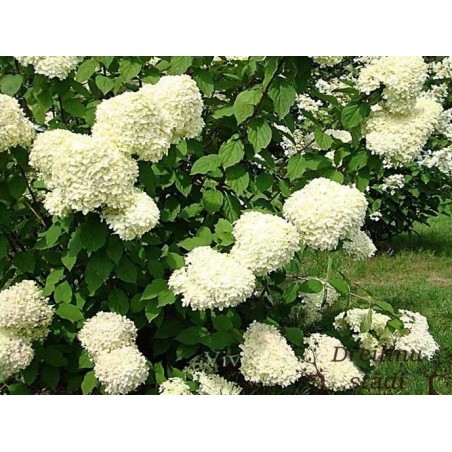 Skarainā hortenzija ,,Silver Dollar,,- C3 kont.