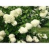 Skarainā hortenzija ,,Silver Dollar,,- C3 kont.