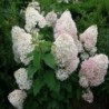 Skarainā hortenzija ,,Silver Dollar,,- C3 kont.