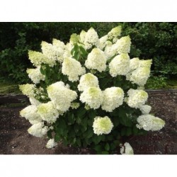 Skarainā hortenzija ,,Silver Dollar,,- C3 kont.