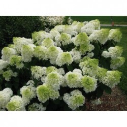 Skarainā hortenzija ,,Silver Dollar,,- C3 kont.