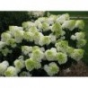 Skarainā hortenzija ,,Silver Dollar,,- C3 kont.