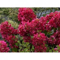 Skarainā hortenzija ,,Wims...