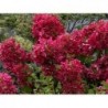 Skarainā hortenzija ,,Wims Red,,- C3 kont.