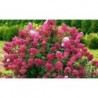 Skarainā hortenzija ,,Wims Red,,- C3 kont.