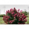 Skarainā hortenzija ,,Wims Red,,- C3 kont.