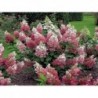 Skarainā hortenzija ,,Wims Red,,- C3 kont.