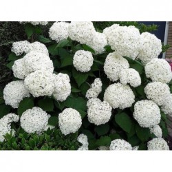 Kokveida hortenzija...