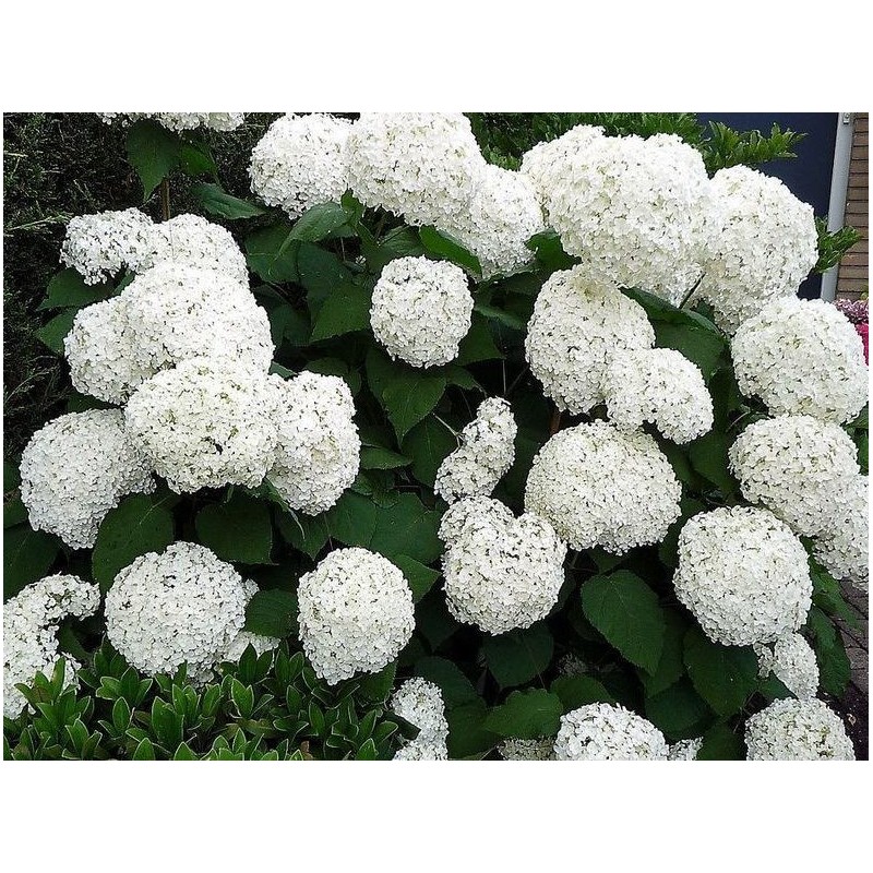 Kokveida hortenzija ,,Annabelle,,- C3kont.