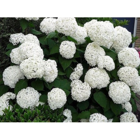 Kokveida hortenzija ,,Annabelle,,- C3kont.