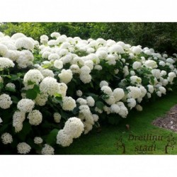 Kokveida hortenzija ,,Annabelle,,- C3kont.