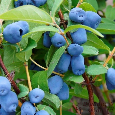 Kamčatkas oga ,,Wojtek,,- Lonicera kamtshatica ,,Wojtek,,