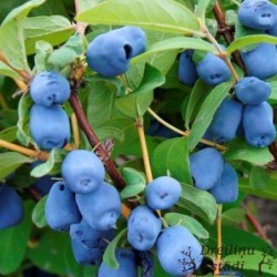 Kamčatkas oga ,,Wojtek,,- Lonicera kamtshatica ,,Wojtek,,