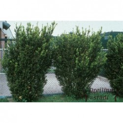 Vidējā īve ,,Hicksii,,-...