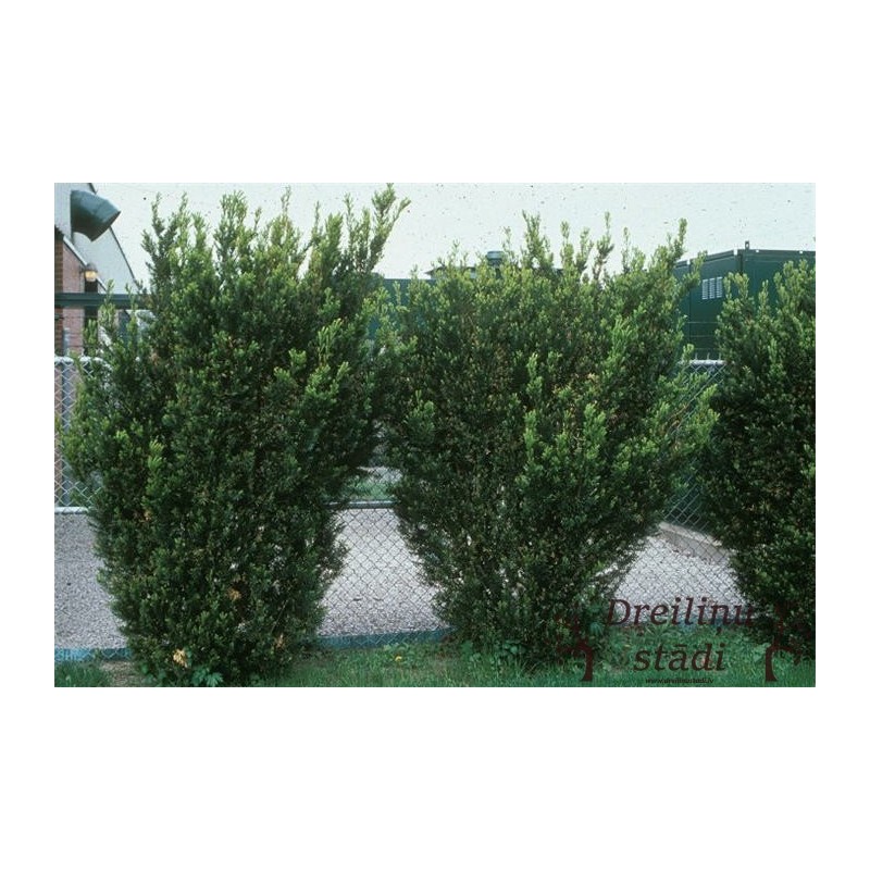 Vidējā īve ,,Hicksii,,- Taxus media. 2l kont., stāds 50cm.