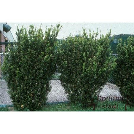 Vidējā īve ,,Hicksii,,- Taxus media. 2l kont., stāds 50cm.