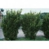Vidējā īve ,,Hicksii,,- Taxus media. 2l kont., stāds 50cm.
